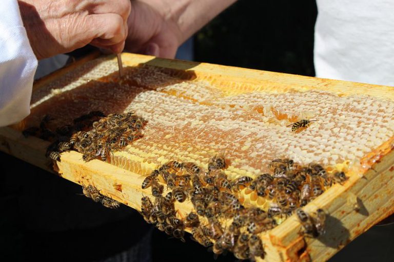 5 un-bee-lievable facts about honeybees | kawarthaNOW