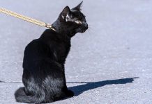 Under a new animal control by-law, cats are treated similar to dogs in the City of Peterborough. New requirements for cat owners include keeping cats on their own property (with a leash or harness if necessary), obtaining an annual licence from the Peterborough Humane Society, and picking up after their cats.