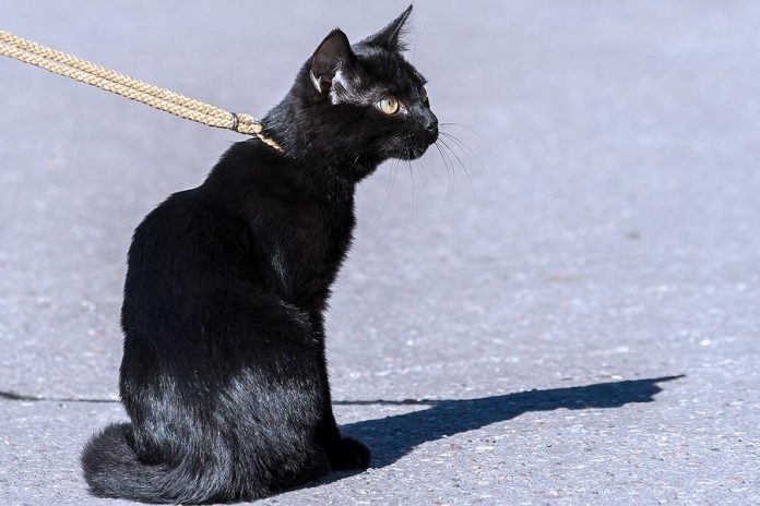 Under a new animal control by-law, cats are treated similar to dogs in the City of Peterborough. New requirements for cat owners include keeping cats on their own property (with a leash or harness if necessary), obtaining an annual licence from the Peterborough Humane Society, and picking up after their cats.