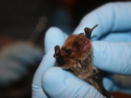 Bats are one of the wildlife species that commonly carry rabies. The most common bat species in Ontario is the Little Brown Bat, which is endangered due to a disease known as white nose syndrome. (Photo: Wikipedia)
