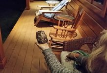 Lindsay's Connie Blackwell holds an owl, temporarily stunned after flying into their front-porch window, in the palm of her hand (photo: Richard Connolly)