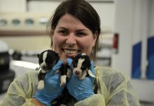 Jenn Tucker, Hospital Manager at Sherbrooke Heights Animal Hospital, estimates that these puppies are between two and three weeks old. Their eyes aren't yet open. (Photo: Eva Fisher)