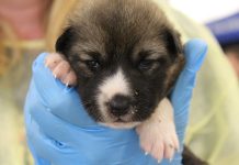 One of the 58 dogs flown in on October 7 from the community of Kitchenuhmaykoosib Inninuwug at Big Trout Lake. The dogs are now available for adoption. (Photo: Peterborough Human Society)