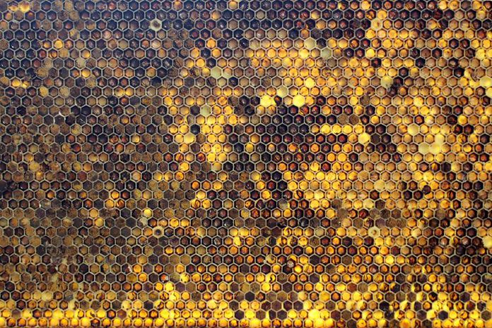 Pesticide use is the suspected cause of the collapse of the bee colony at GreenUP's Ecology Park. This frame from one of the GreenUP Community Bee Keeping Program hives shows the diversity of pollen sources that honeybees are finding here in Peterborough. The variation of colour seen in each of the cells is caused by different types of pollen being collected and brought back to the hive. (Photo: Karen Halley, GreenUP)