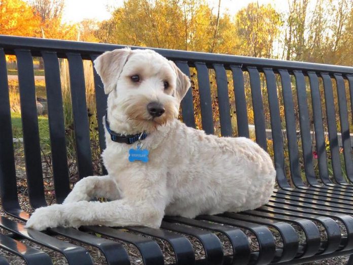 One-year-old "whoodle" Bentley is starting a new job as a comfort dog at Lakeland Funeral & Cremation Centre in Lindsay.