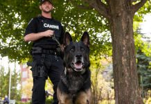 The Peterborough Police Service Canine (K9) Unit has two police service dogs, Wolfe and Hal, both German Shepherds. They're brothers one year apart in age. (Photo: Peterborough Police Service)