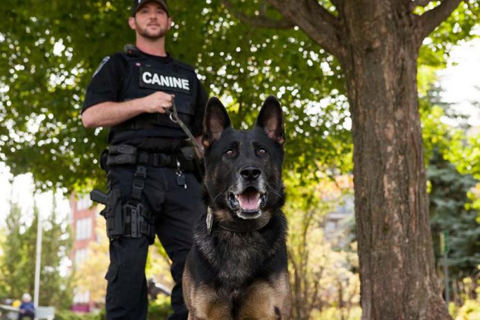 The Peterborough Police Service Canine (K9) Unit has two police service dogs, Wolfe and Hal, both German Shepherds. They're brothers one year apart in age. (Photo: Peterborough Police Service)