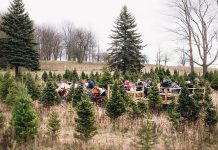 Barrett's Christmas Tree Farm in Cobourg offers a range of harvest-your-own trees, as well as hay rides and a petting zoo (photo: Barrett's Christmas Tree Farm / Facebook)