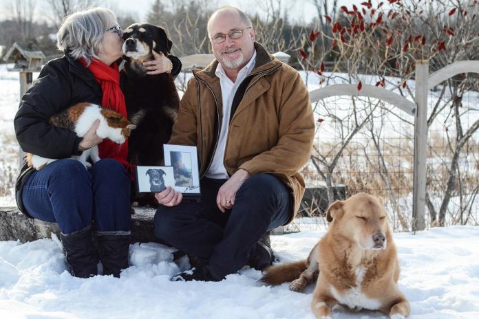 Signe and Stu Harrison are honorary chairs of the Fur Ball Gala, the annual fundraiser for the Peterborough Humane Society on February 25. The Harrisons currently have three rescue pets, a calico cat named Cali and two dogs Sadie and Luke. Stu is holding a photo of their rescue dog Gus and their cat Boots, who both passed away last year. (Photo: Niki Allday)