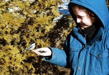 Bird watching is a great family activity. It provides children with the opportunity to develop an interest in local wildlife. With some patience and by being very still, you can even train Chickadees to feed right from your hand – an experience that is sure to bring joy to all. (Photo courtesy of GreenUP)