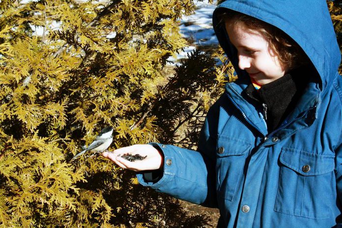 Bird watching is a great family activity. It provides children with the opportunity to develop an interest in local wildlife. With some patience and by being very still, you can even train Chickadees to feed right from your hand – an experience that is sure to bring joy to all. (Photo courtesy of GreenUP)