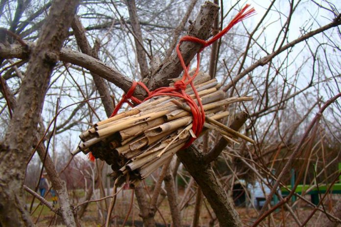 Homemade bee homes for wild cavity nesting bees can be made from natural, hollow, straw-like materials bundled together and placed in a nook of a tree or shrub. This bee house is made from the stems of grasses tied snugly together and hung at GreenUP Ecology Park in a place where wild bee activity can be easily observed.