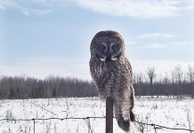 A Great Grey Owl in Lindsay (photo: Hayley Rodman)