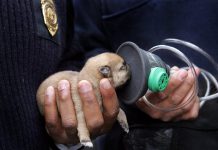 Invisible Fence Brand of South East Ontario had donated pet oxygen mask kits and training to Trent Lakes Fire Rescue. Pictured is a puppy who was resuscitated by firefighters in Cleveland Ohio in 2010 using a mask donated by Invisible Fence (photo: Invisible Fence Brand)