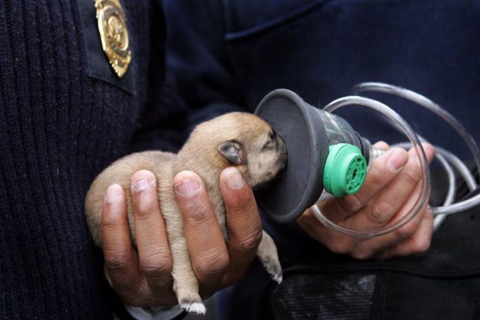 Invisible Fence Brand of South East Ontario had donated pet oxygen mask kits and training to Trent Lakes Fire Rescue. Pictured is a puppy who was resuscitated by firefighters in Cleveland Ohio in 2010 using a mask donated by Invisible Fence (photo: Invisible Fence Brand)