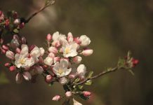 A photograph by Anna McShane, part of the SPARK Photo Festival. Anna's photos will be on display alongside the work of Tara Molson at the Celtic Connection (25 Queen St., Lakefield) and a reception will be held on Thursday, April 6th from 1 to 3 p.m. (Photo courtesy of SPARK Photo Festival)