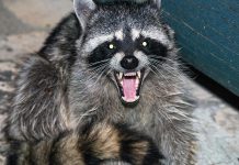 With the warmer weather, the risk of your pets being exposed to wildlife increases. Raccoons, along with bats, foxes, and skunks, are the main carriers of the rabies virus in Canada. Immunizing your pets against rabies is required by law and it not only prevents your pets from getting rabies, but it also helps protect the rest of your family.