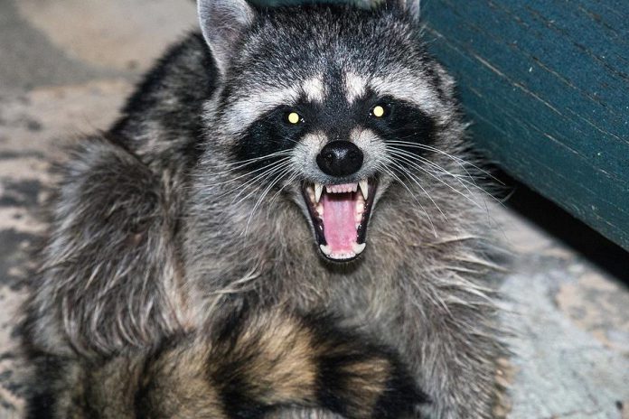 rabies raccoons raccoon pet foxes protect bats kawarthanow canada