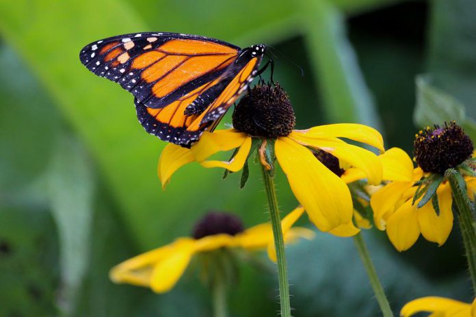 Many native and wild plants make beautiful additions to your garden and are also an important part of local ecosystems, providing habitat for wildlife and pollinators like Monarch Butterflies, as seen here at GreenUP Ecology Park. The Ecology Park Garden Market features over 150 species of native and edible plants, shrubs, and trees to select from. (Photo: Samantha Stephens)