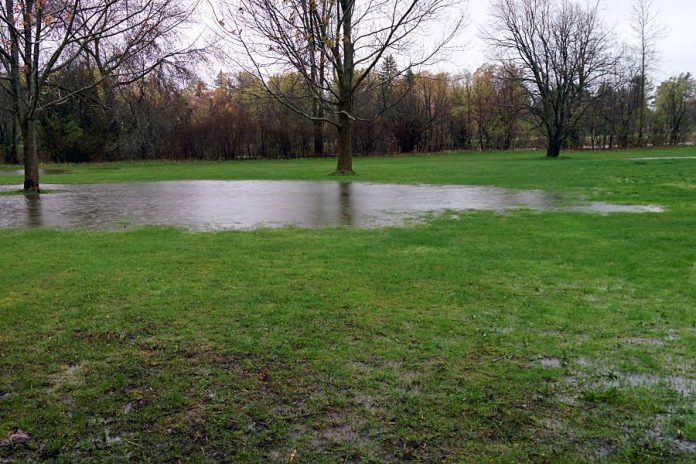 Ponding of rainwater in the soccer fields on May 5 at Beavermead Park in Peterborough. (Photo: kawarthaNOW)