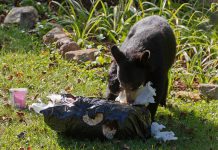 As black bears are known to travel hundreds of kilometres foraging for food, they are often sighted in urban areas that are close to wilderness and provide easy access to food sources. (Photo: Getty Images)