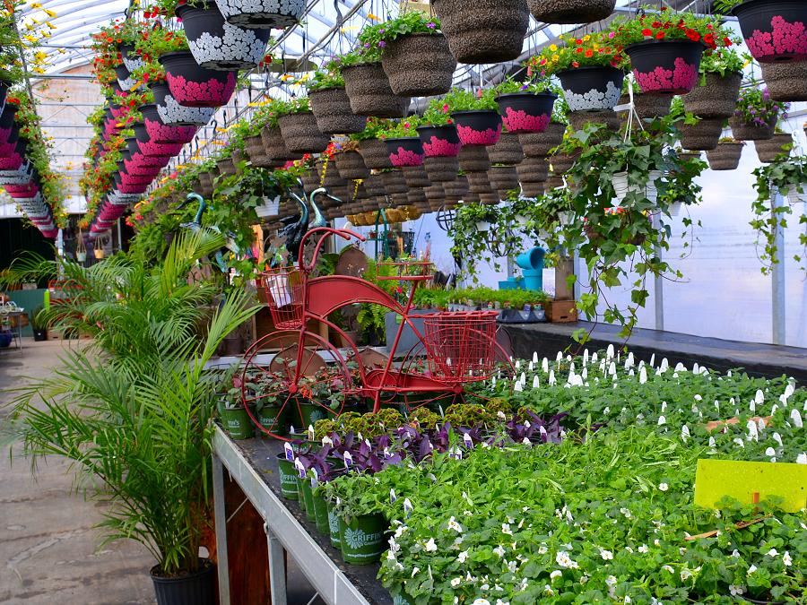 A wide selection of plants and accents awaits you at Griffin's Greenhouses. (Photo: Eva Fisher / kawarthaNOW)