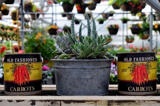 The greenhouse offers a variety of beautiful and unusual succulents alone and in pleasing planters. (Photo: The Greenhouse on the River)