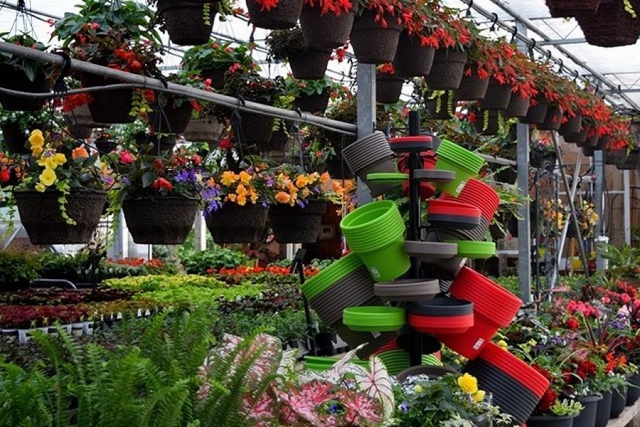 Hanging baskets are a specialty with options in a variety of colours for sun and shade. (Photo: The Greenhouse on the River)