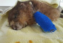 George, a muskrat who was deliberately injured and abandoned, has succumbed to his injuries. Police are now investigating the incident and seeking the public's help. (Photo: Soper Creek Wildlife Rescue)