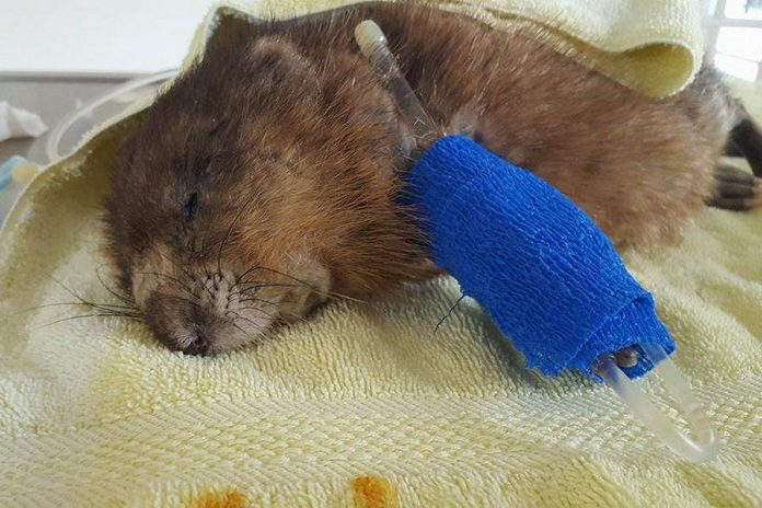 George, a muskrat who was deliberately injured and abandoned, has succumbed to his injuries. Police are now investigating the incident and seeking the public's help. (Photo: Soper Creek Wildlife Rescue)