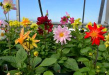 Spring is the time to transform your garden with flowers from Omemee Heights Greenhouses (pictured), your driveway or patio with stone from Cavan Hills Landscaping, and your home with a sunroom from Lifestyle Home Products. (Photo: Eva Fisher / kawarthaNOW)