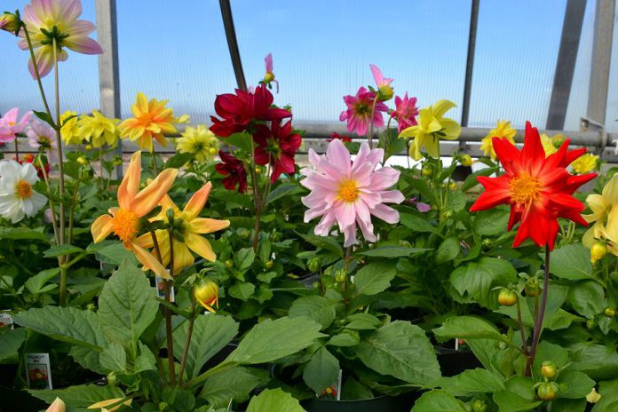 Spring is the time to transform your garden with flowers from Omemee Heights Greenhouses (pictured), your driveway or patio with stone from Cavan Hills Landscaping, and your home with a sunroom from Lifestyle Home Products. (Photo: Eva Fisher / kawarthaNOW)