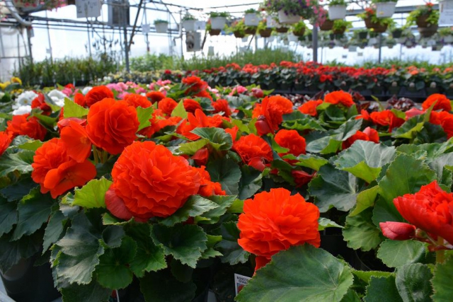 Even in the early season the greenhouses brim with an incredible variety of colourful blooms.  (Photo: Eva Fisher / kawarthaNOW)