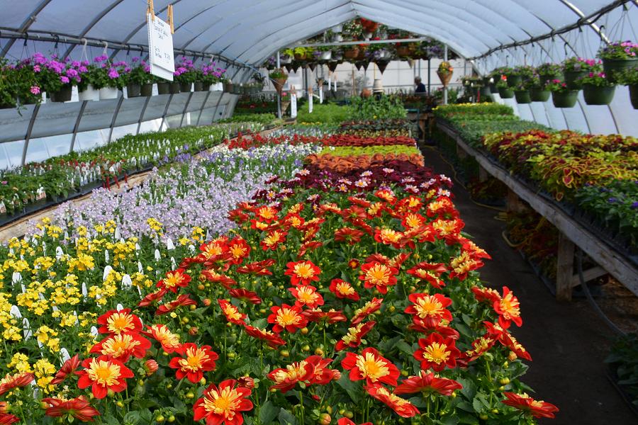 Omemee Heights Greenhouses is a family owned and operated business open 7 days a week.  (Photo: Eva Fisher / kawarthaNOW)