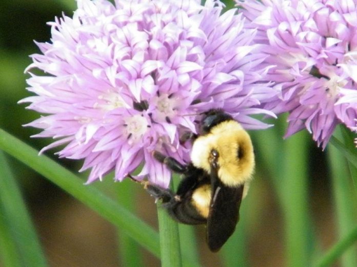 Kawartha Lakes City Council will be submitting an application to have Bee City Canada certify Kawartha Lakes as Canada's next "Bee City". (Photo courtesy City of Kawartha Lakes)