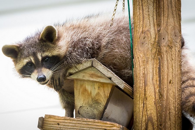 Does your cottage policy insure against raccoons and bears? Talk to Darling Insurance to make sure your cottage is covered.