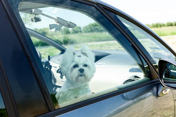 The Peterborough Humane Society's No Hot Pets campaign raises awareness about the dangers of leaving pets unattended in vehicles during the summer months.