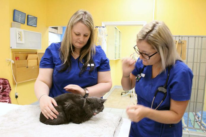 Forrest the cat prior to his surgery at Sherbrooke Heights Animal Hospital earlier today. Forrest had to have his leg amputated because of extensive damage caused by a bullet, and the Peterborough Humane Society is still seeking donations to cover the cost of Forrest's surgey and care. (Photo: Peterborough Humane Society)