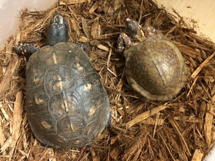 After being stolen from the Riverview Park & Zoo early today, Jackson and Chubby are back home safe and sound. (Photo: Riverview Park & Zoo)