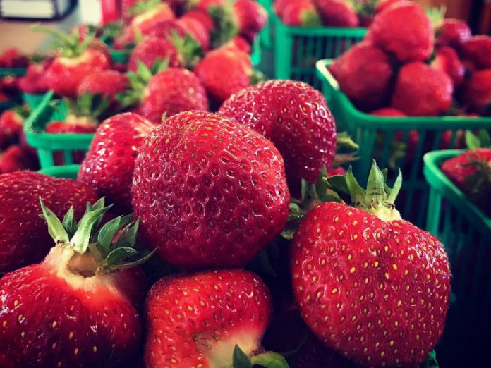 The first strawberries of the 2017 season from McLean Berry Farm. Pre-picked berries are available now, and you can pick your own soon. (Photo: McLean Berry Farm)