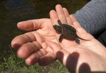 GreenUP Environmental Education Coordinator Danica Jarvis holds a baby snapping turtle recently found swimming in Meade Creek at GreenUP Ecology Park. Snapping Turtles are listed as Special Concern in Ontario which means that they are in danger of becoming threatened or endangered due to a combination of biological characteristics and identified threats. (Photo: GreenUP)