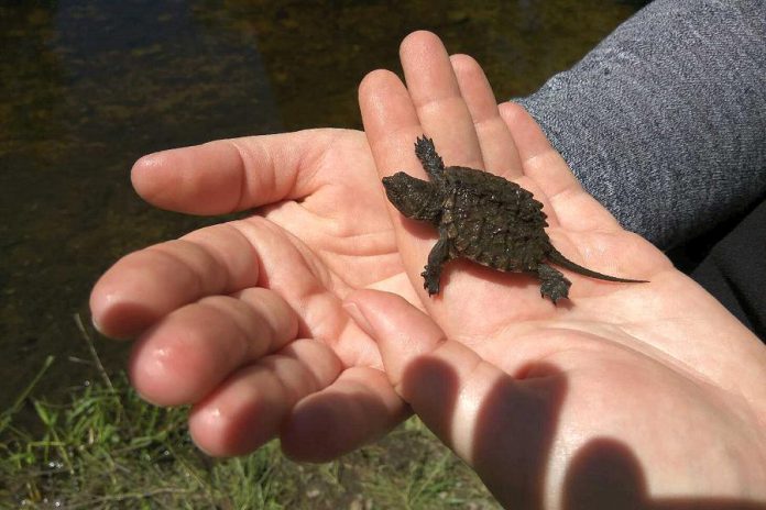 GreenUP Environmental Education Coordinator Danica Jarvis holds a baby snapping turtle recently found swimming in Meade Creek at GreenUP Ecology Park. Snapping Turtles are listed as Special Concern in Ontario which means that they are in danger of becoming threatened or endangered due to a combination of biological characteristics and identified threats. (Photo: GreenUP)