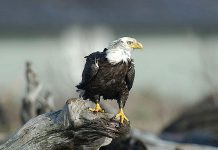 The bald eagle is a species of special concern in Ontario. (Photo: Province of Ontario)