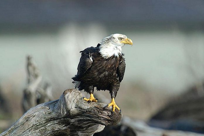 The bald eagle is a species of special concern in Ontario. (Photo: Province of Ontario)