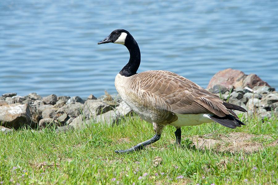 Although Canada Geese are beautiful birds, they can be an unexpected and unpleasant surprise for new shoreline property owners. (Stock photo)