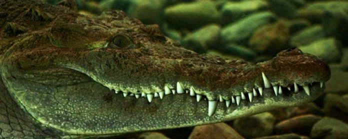 Crocs After Dark takes place on July 28 at the Indian River Reptile Zoo.