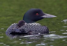 The mama loon with one of her chicks, just a day and a half old, on her back. The other chick, who was born only hours before this photo was taken, is tucked under the other wing. (Photo: Cliff Homewood)