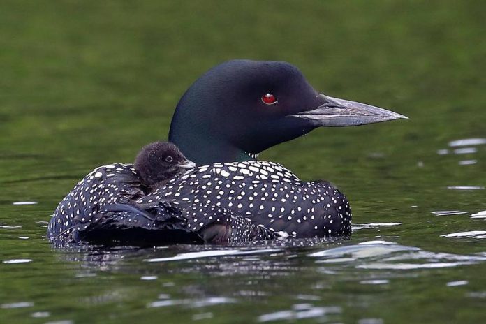 The mama loon with one of her chicks, just a day and a half old, on her back. The other chick, who was born only hours before this photo was taken, is tucked under the other wing. (Photo: Cliff Homewood)