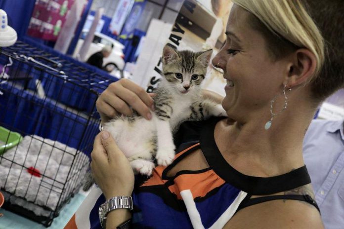The kittens were a big hit at the Vet Visionaires booth at the 2016 Love Local Expo.