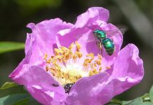 A Halictid Sweat Bee on Prickly Wild Rose, one of the pollinators that the City of Kawarthas Lakes will strive to protect as Canada's latest Bee City. (Photo: City of Kawartha Lakes)